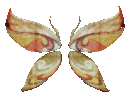 Wings of Life +9